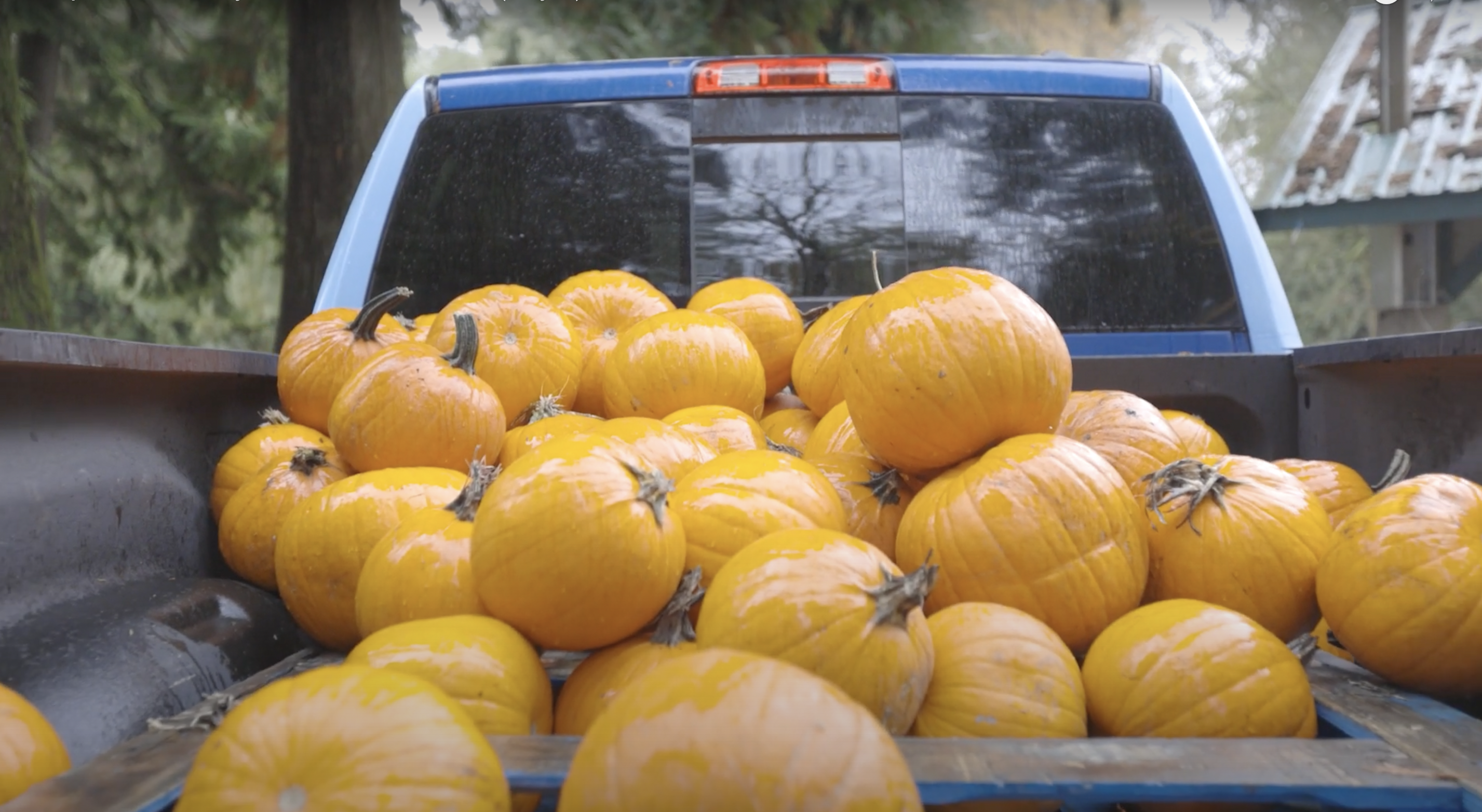 Great Pumpkin Giveaway – October 23, 2021